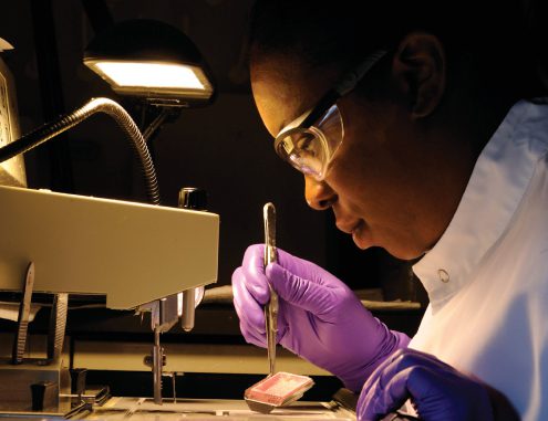 Charles River laboratory environment with laboratory professional looking into a microscope
