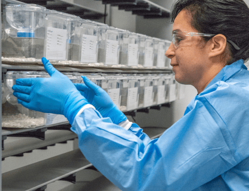 A female Charles River laboratory professional works with a rack of laboratory containers