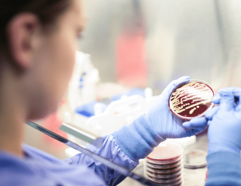 A female Charles River laboratory professional examines the contents of a Petri dish