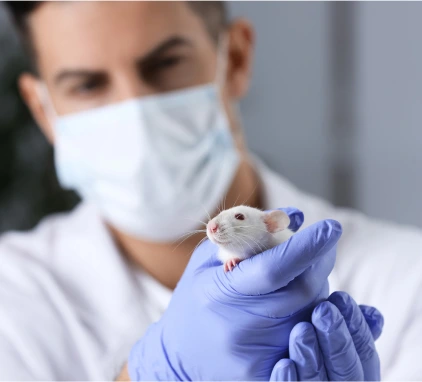 Primo piano di un veterinario clinico dei Laboratori Charles River che tiene in mano un topo.