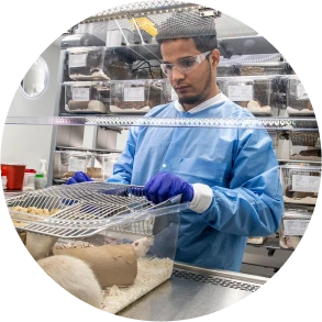 Un veterinario professionista dei Laboratori Charles River che lavora con piccoli animali da laboratorio in una struttura di ricerca