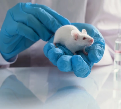 Primo piano di un veterinario dello staff che indossa guanti in lattice e tiene in mano un topo in un laboratorio Charles River.